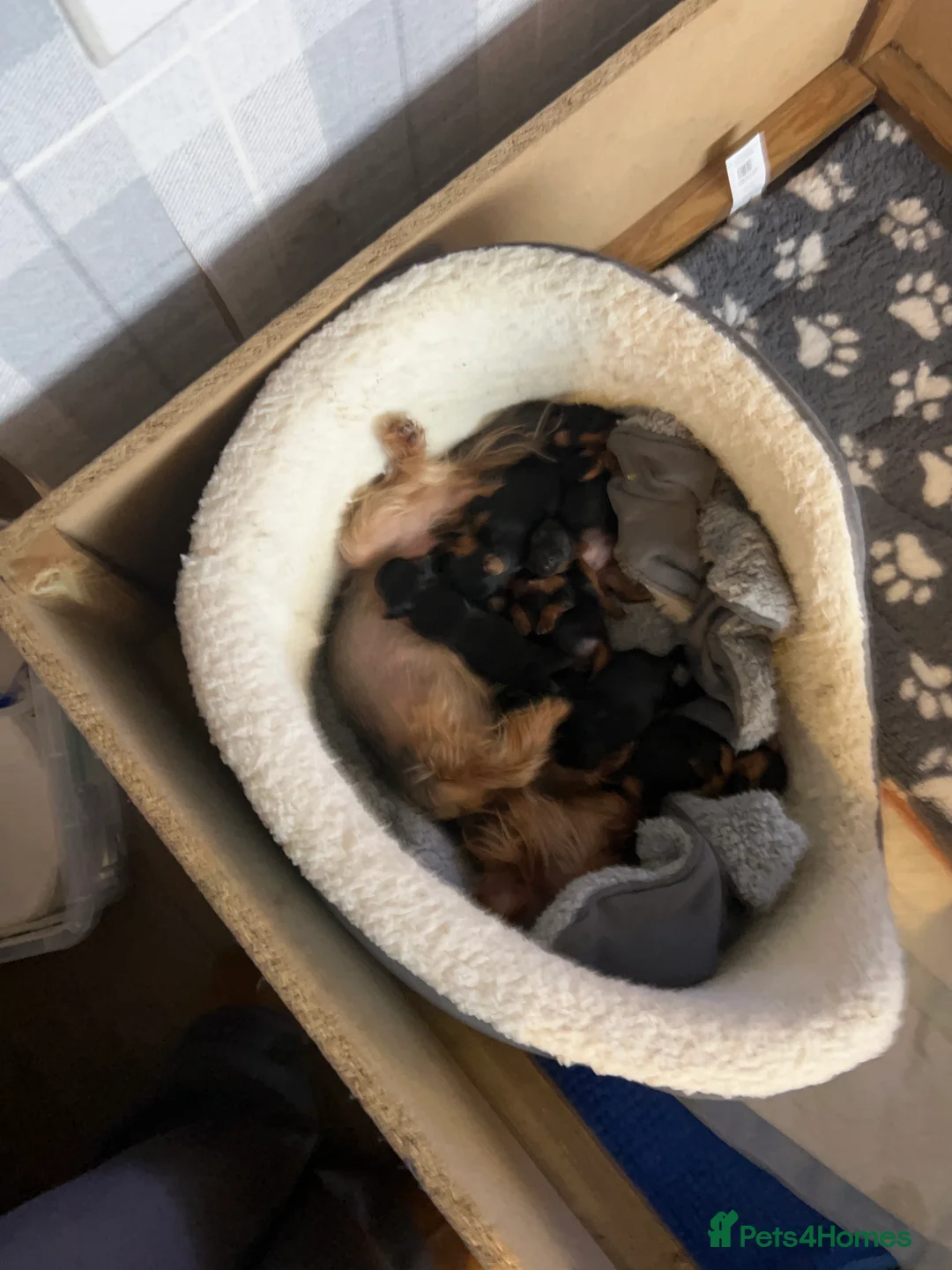 Yorkshire Terrier dogs for sale: Yorkshire terrier puppies  - Advert 28