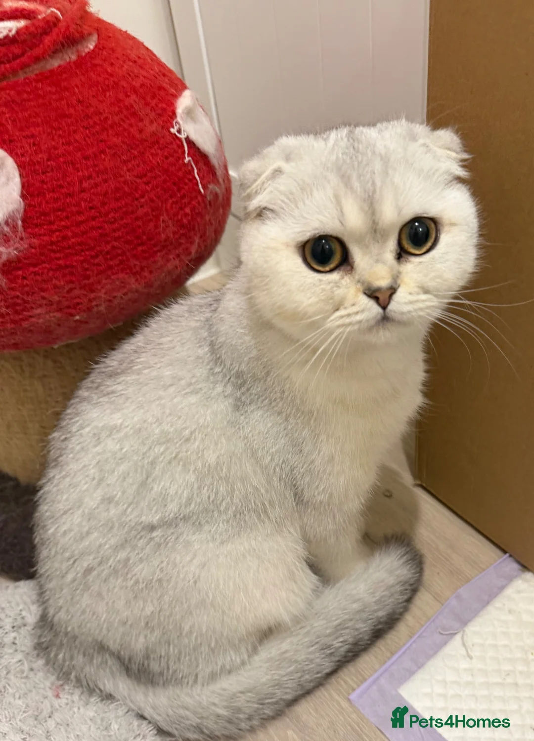 Scottish Fold cats for sale: Scottish Fold girl - Advert 3