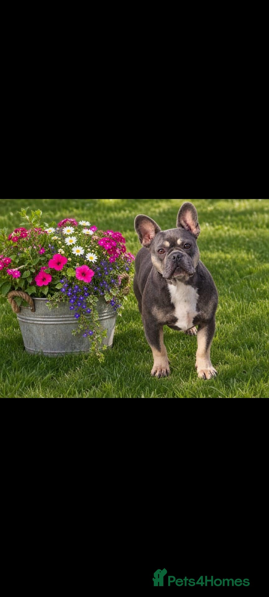 French Bulldog dogs French bulldog girl blue and tan  - Advert 1