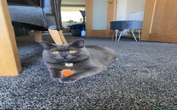 British Shorthair cats for sale: Britishshort hair kittens - Image 14