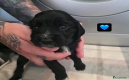 Cocker Spaniel dogs for sale: Cocker Spaniel pups - Image 3