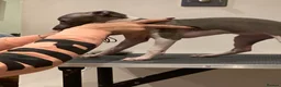 Italian Greyhound dogs for sale: Kennel club registered Italian greyhound puppies - Advert 8