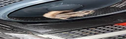 Sugar Glider rodents for sale: 2 female sugar glders in South Ockendon - Advert 27