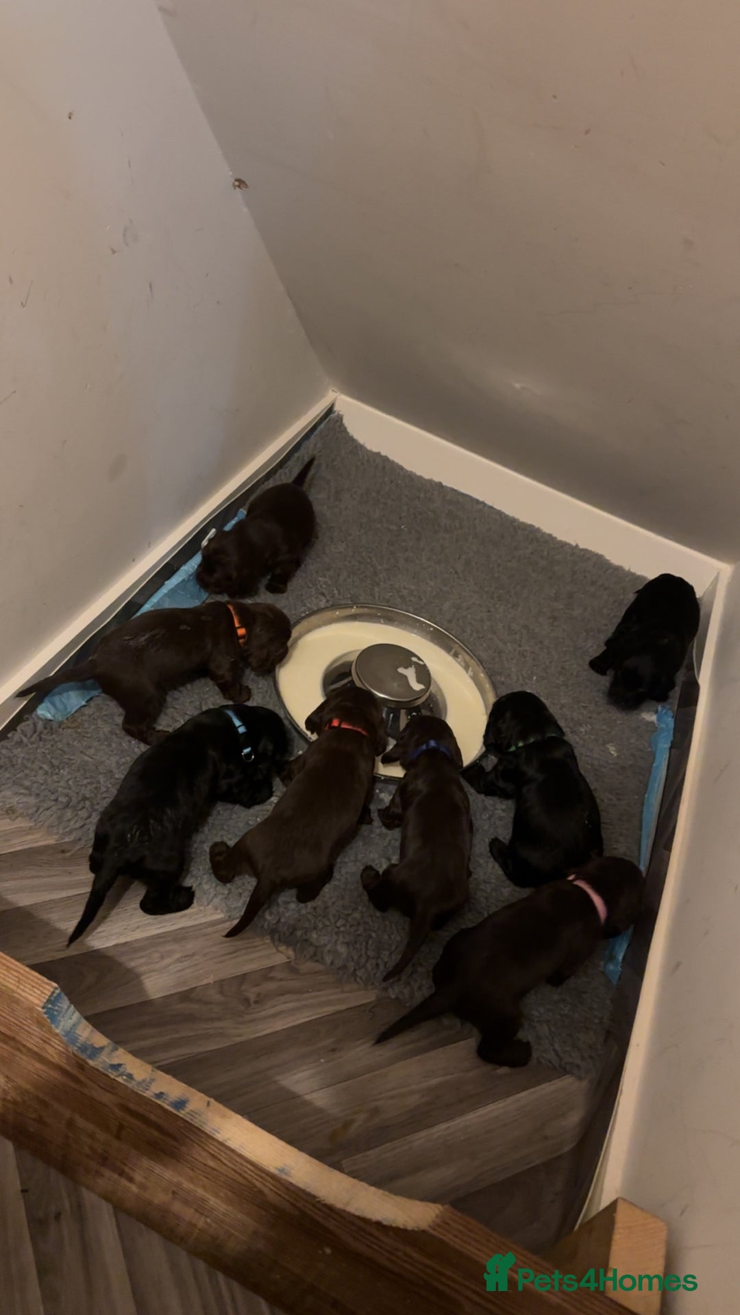 Cocker Spaniel dogs for sale: Cocker spaniel puppy’s  - Advert 4