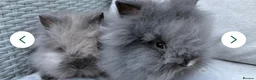 Lionhead rabbits for sale: Lion head rabbit in Dukinfield - Advert 3