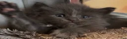 Maine Coon cats for sale: Stunning TICA GCCF Russian Blue Maine Coons - Advert 13