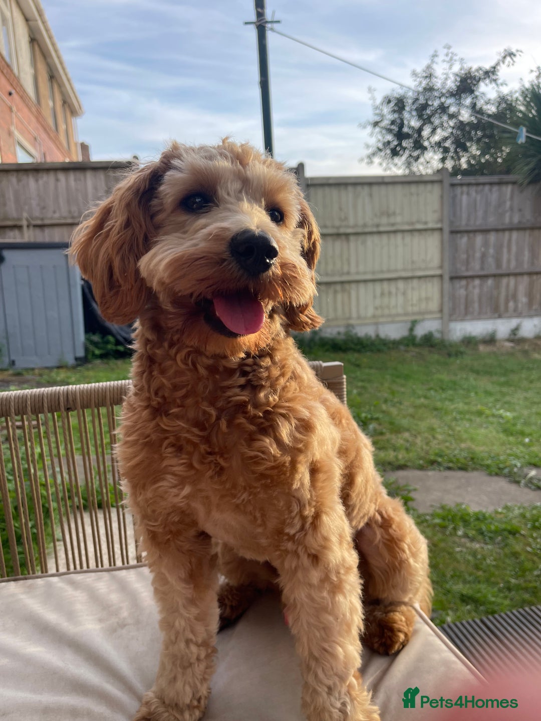 Cockapoo dogs for stud: Healthy Cockapoo Stud Available –Sheffield Travel - Image 3