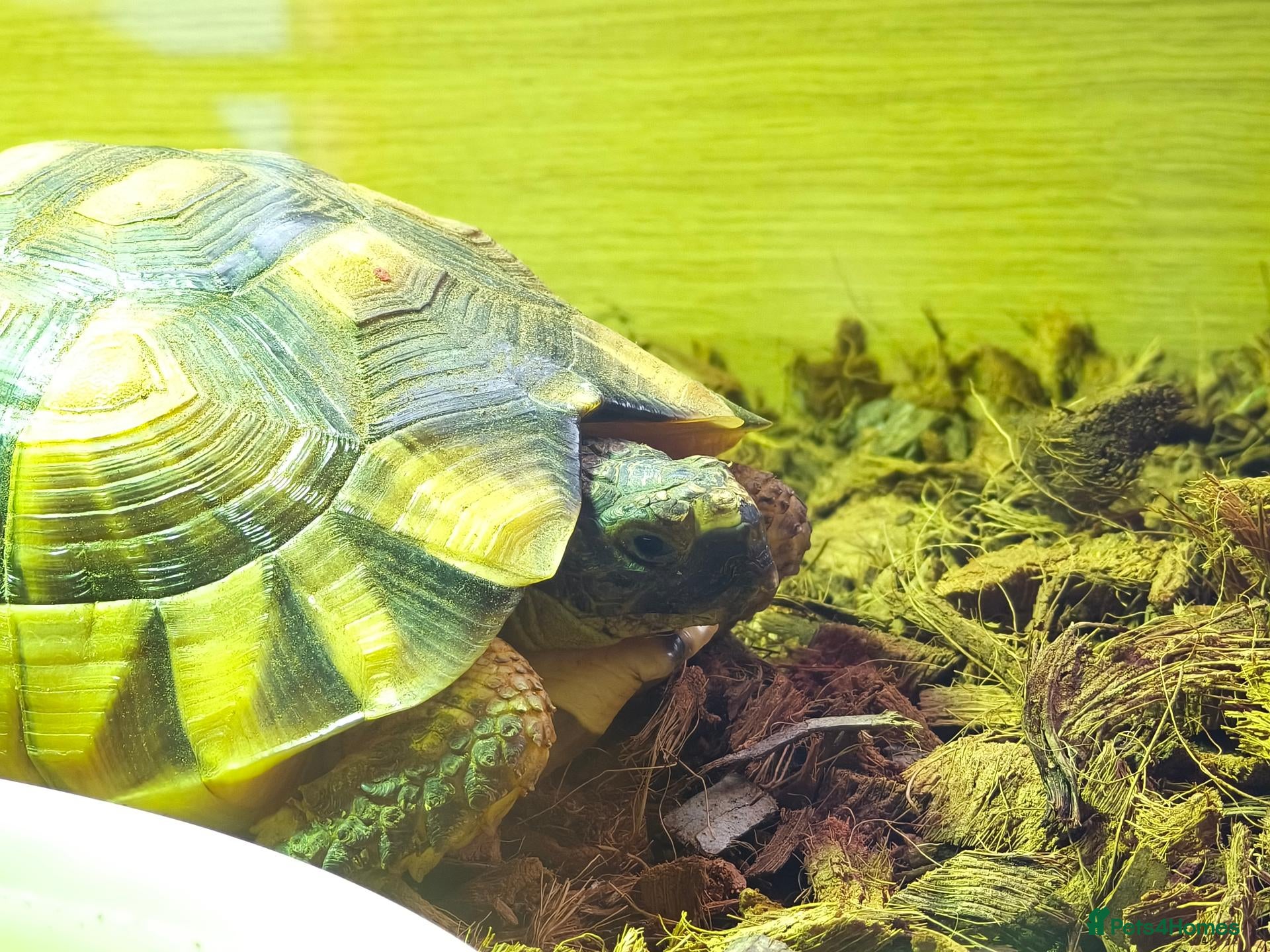 Tortoise reptiles Marginated Tortoise - Advert 1