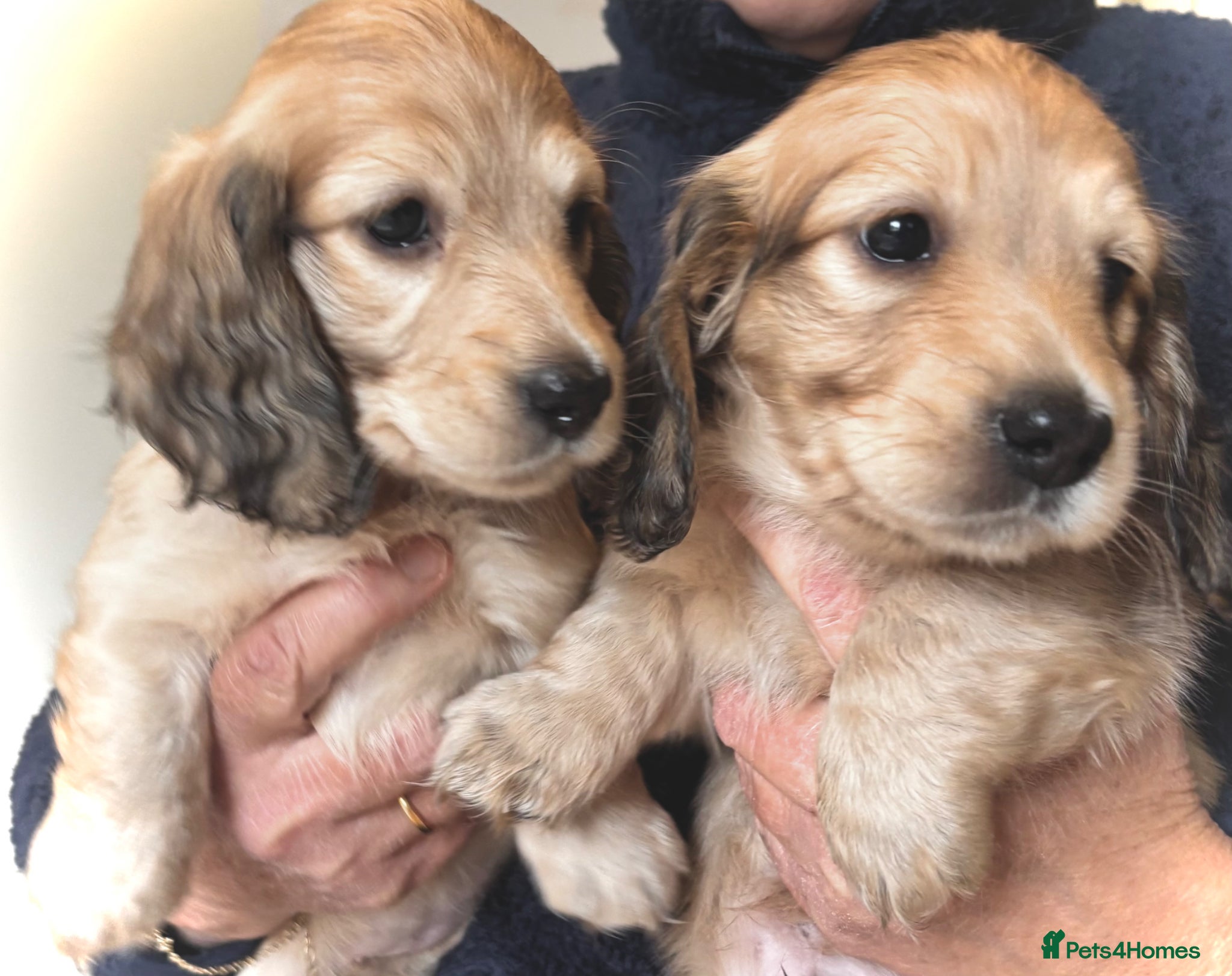 Miniature Dachshund dogs Longhaired English Cream Miniature Dachshunds - Advert 3