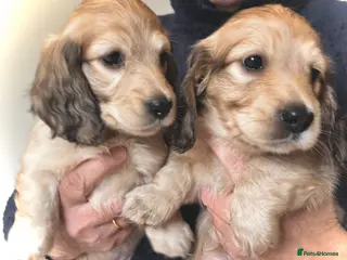 Miniature Dachshund dogs Longhaired English Cream Miniature Dachshunds - Advert 3