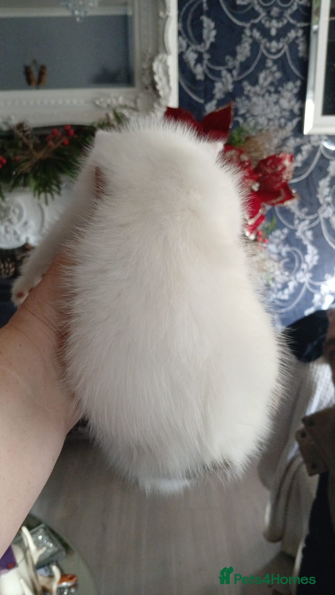 Mixed Breed cats for sale: White kitten.  - Image 4