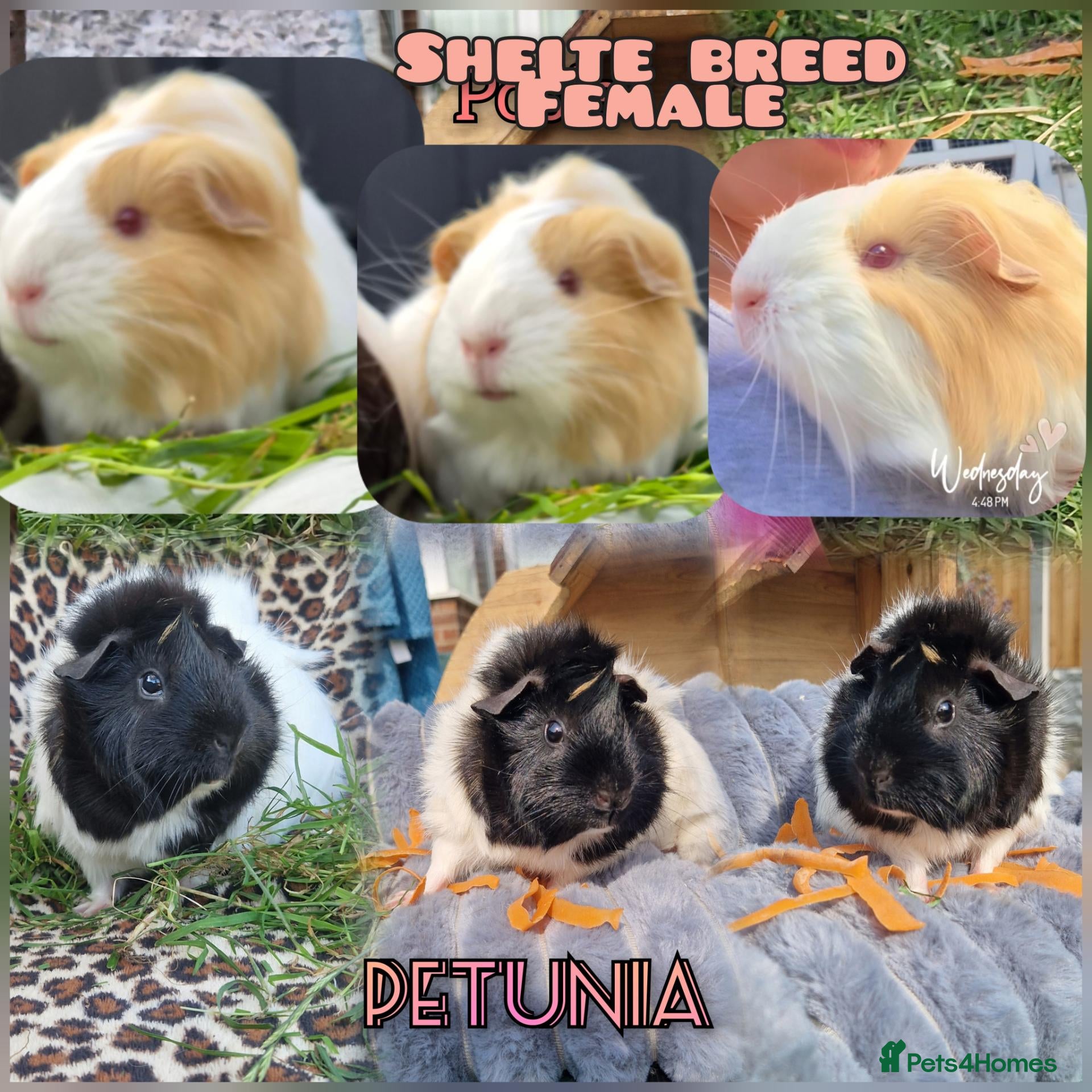 Guinea Pig rodents Two bond females  - Advert 5