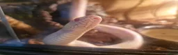 King Snake reptiles for sale: Albino florida king with set up in Saint Ives - Advert 2