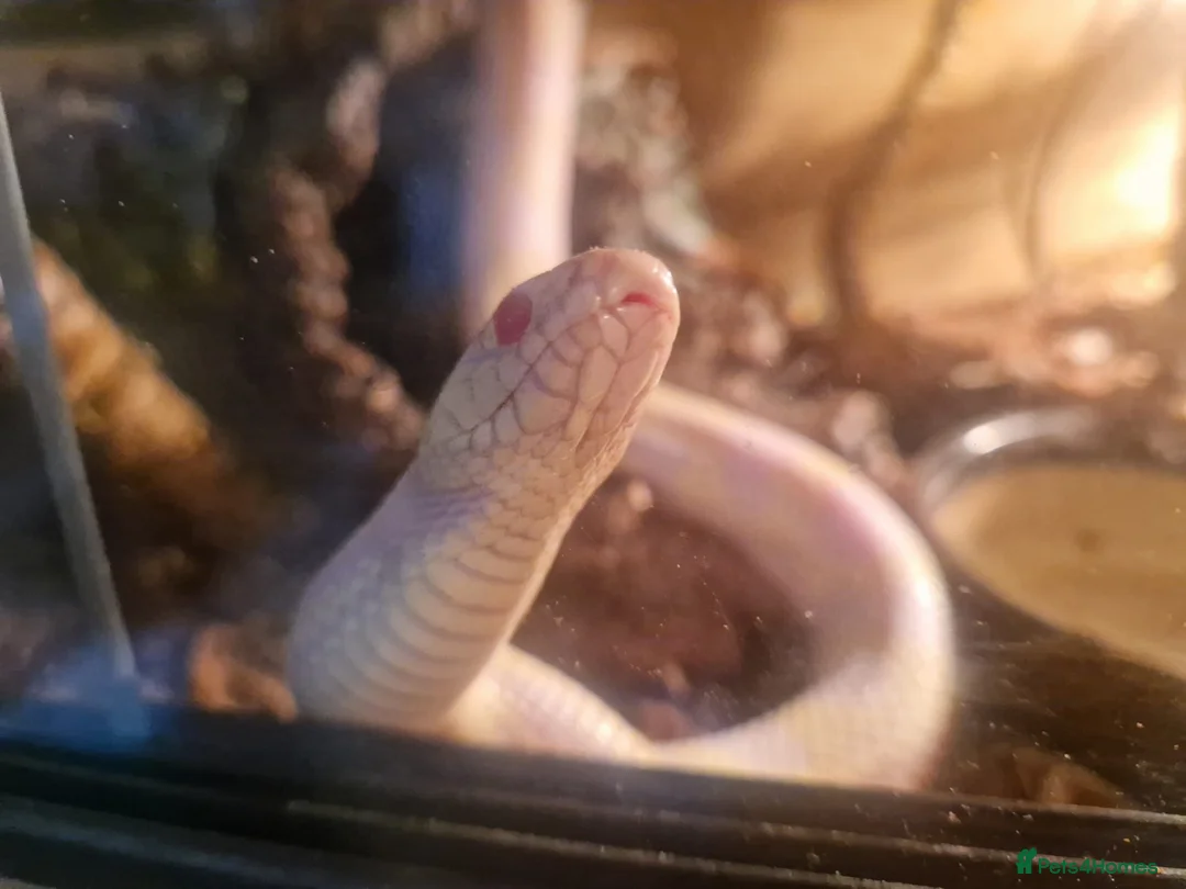 King Snake reptiles for sale: Albino florida king with set up in Saint Ives - Advert 2