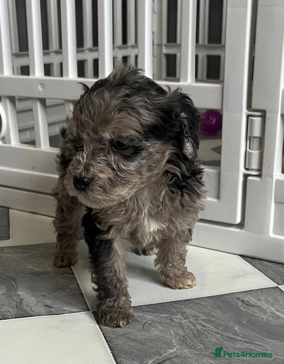Cockapoo dogs for sale: F1b merle cockapoo  in Bicester - Advert 2