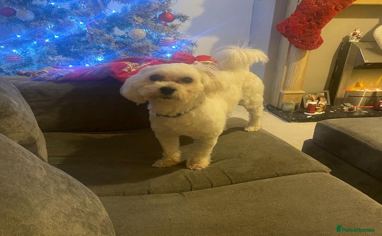 Lowchen dogs 🐾 Meet BEAR — He is READY FOR A FRESH START 🧸 - Advert 4