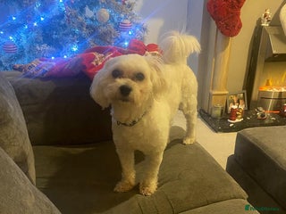 Lowchen dogs 🐾 Meet BEAR — He is READY FOR A FRESH START 🧸 - Advert 8