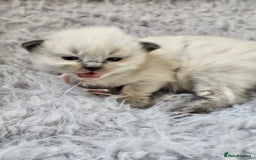 Ragdoll cats for sale: 8 beautiful ragdolls ready for Christmas 🎁 - Advert 18