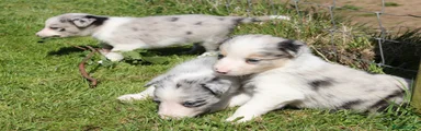 Border Collie Puppy 5