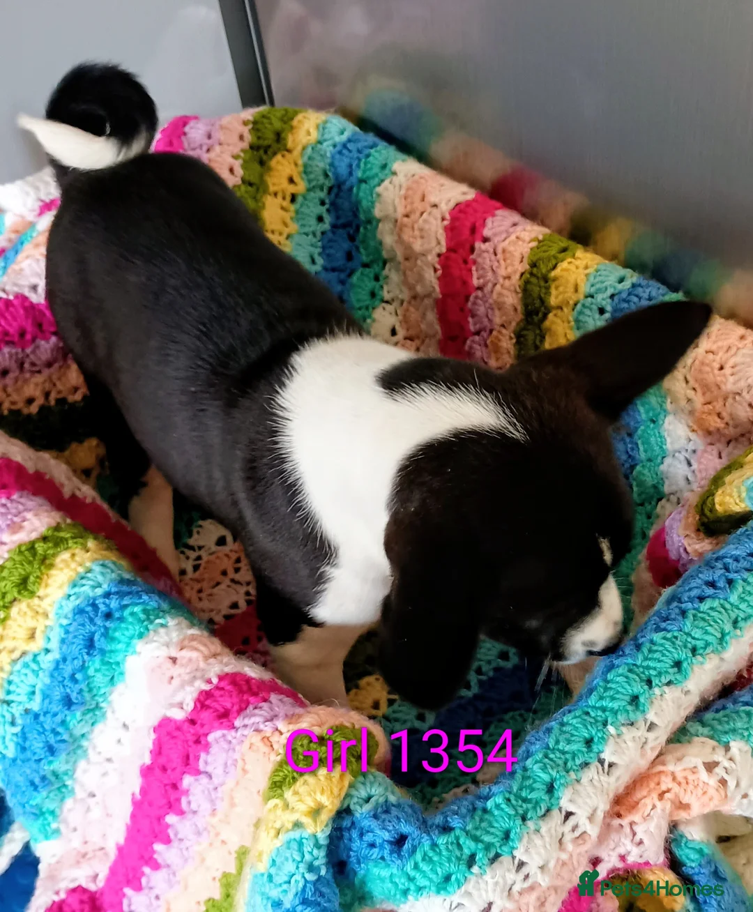 Basenji dogs for sale: Top quality lines pedigree Basenji pups.Ready now. - Advert 15