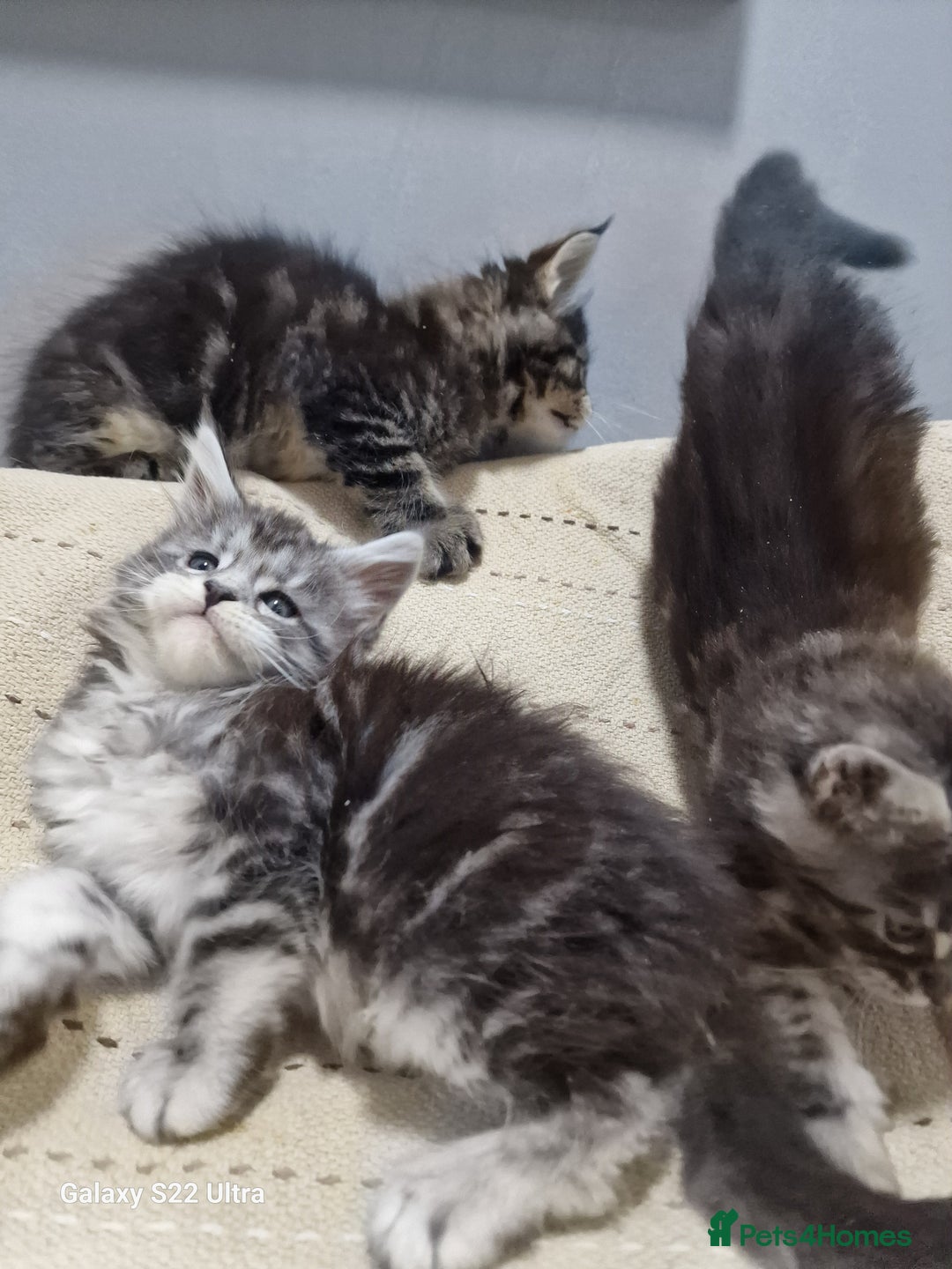 Maine Coon cats for sale: Pure Makne coon - Advert 34