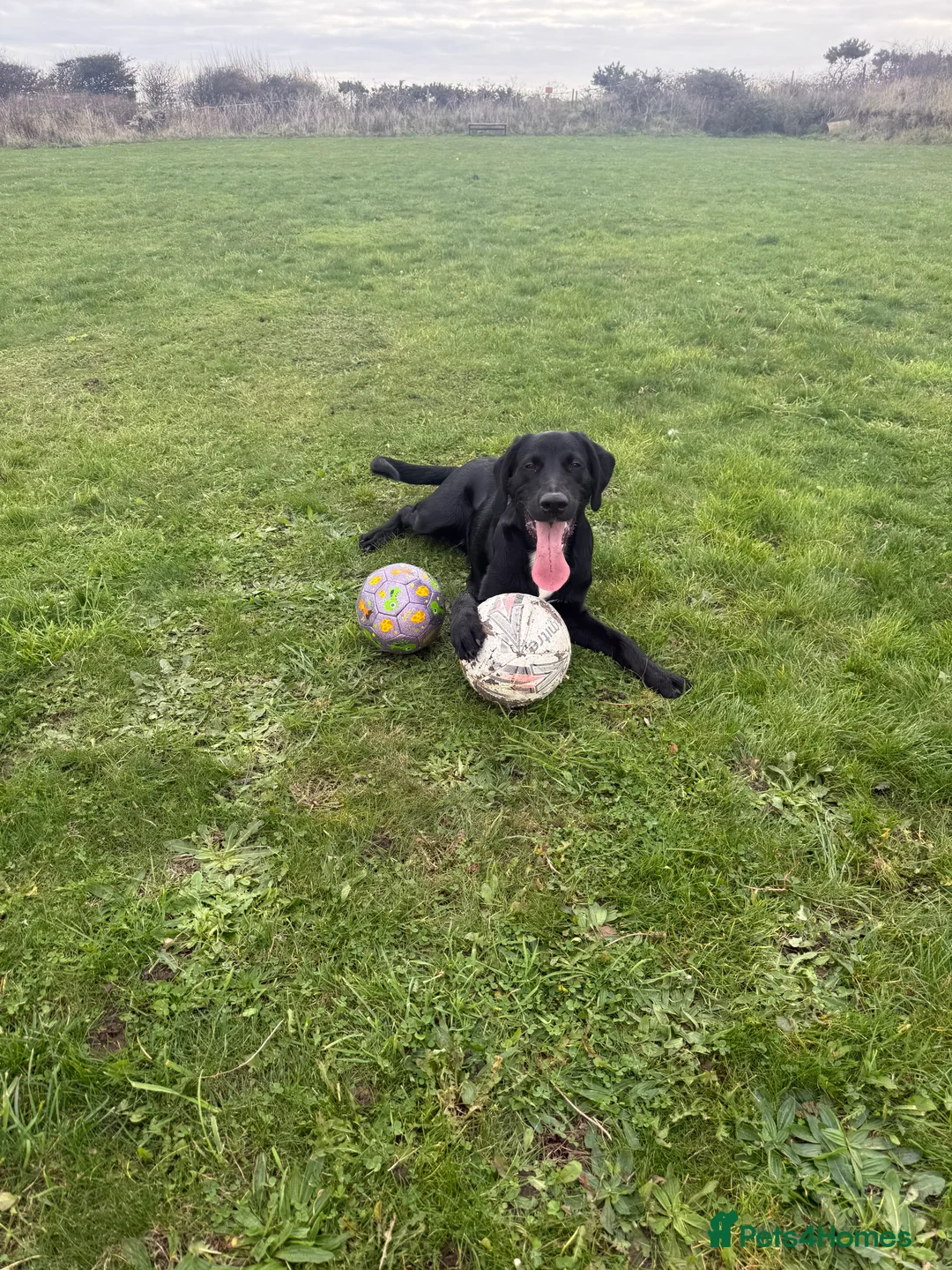 Mixed Breed dogs for sale: Teddy  - Advert 1