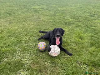 Mixed Breed dogs Teddy - Advert 1