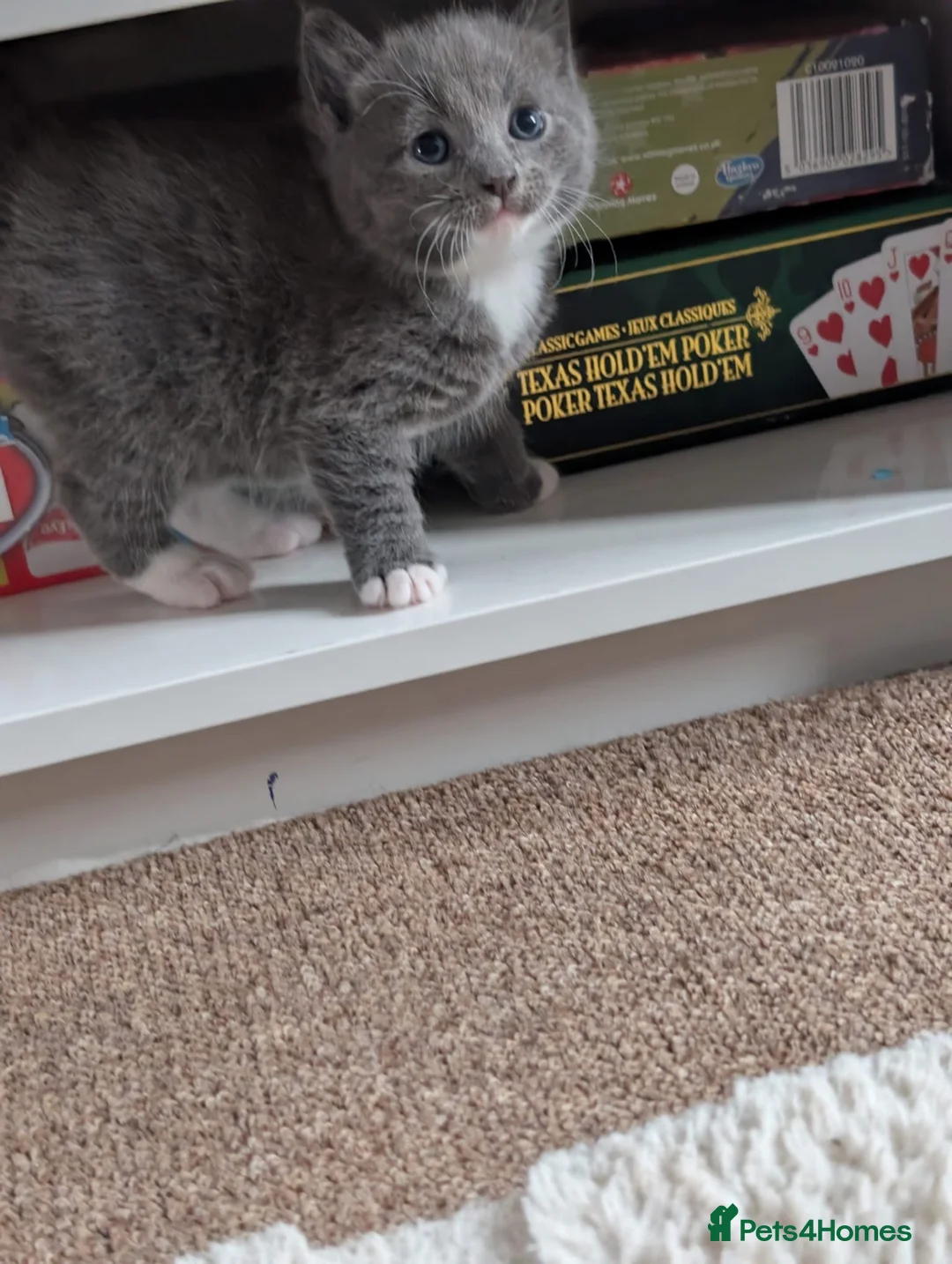 Mixed Breed cats for sale: 4 kittens ready to leave 21/09/2026 in Southall - Advert 12