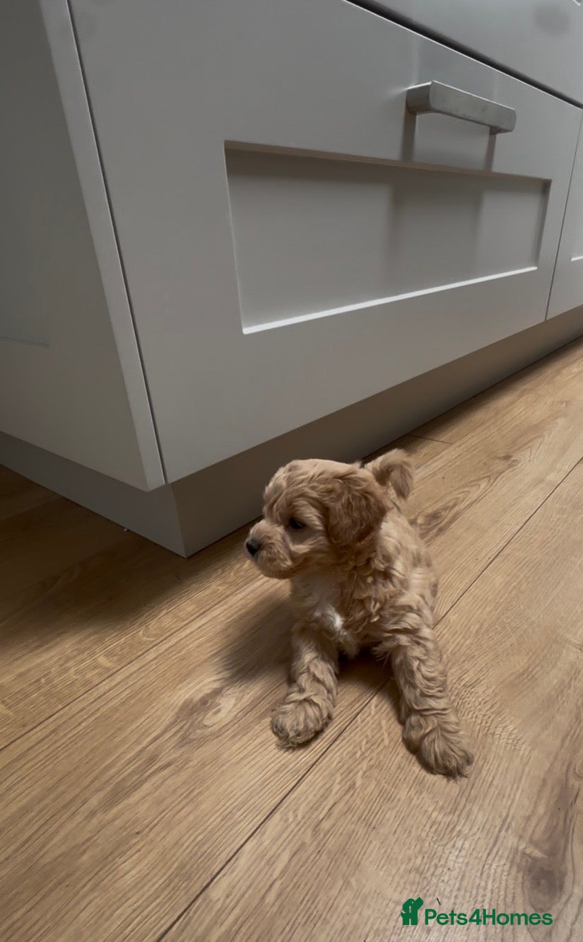 Maltipoo dogs Beautiful F1 Maltipoo’s by health tested parents  - Advert 18