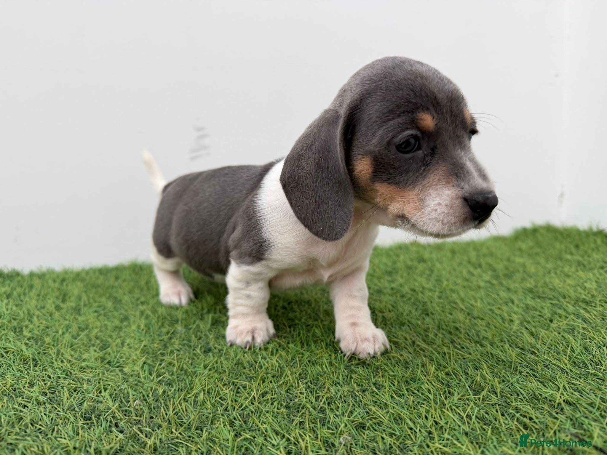 Miniature Dachshund dogs BEAUTIFUL MINIATURE DACHSHUNDS DAPPLE  - Advert 14