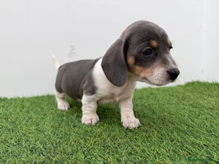 Miniature Dachshund dogs BEAUTIFUL MINIATURE DACHSHUNDS DAPPLE - Advert 14