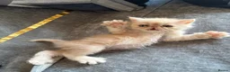 Persian cats for sale: Persian Teddy Bear kittens  - Advert 6
