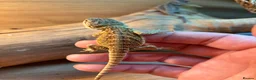 Bearded Dragon reptiles for sale: Super friendly baby bearded dragons - Advert 11