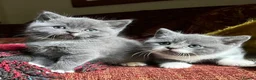 British Shorthair cats for sale: 2 British shorthair girls/ 1 British shorthair mix in Ipswich - Advert 8