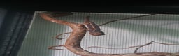 Mixed Breed reptiles for sale: Reptiles collection READ DESCRIPTION  - Advert 1