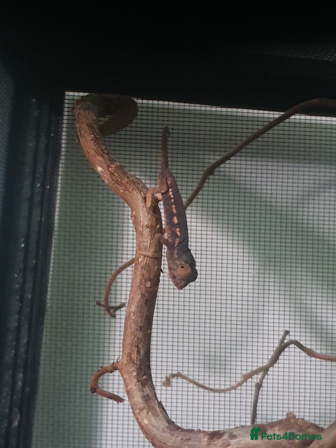 Mixed Breed reptiles for sale: Reptiles collection READ DESCRIPTION  - Advert 1