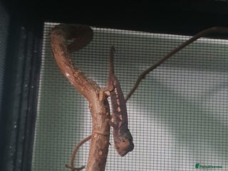 Mixed Breed reptiles Reptiles collection READ DESCRIPTION - Advert 1