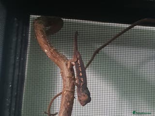 Mixed Breed reptiles Reptiles collection READ DESCRIPTION - Advert 18