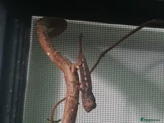 Mixed Breed reptiles Reptiles collection READ DESCRIPTION - Advert 3