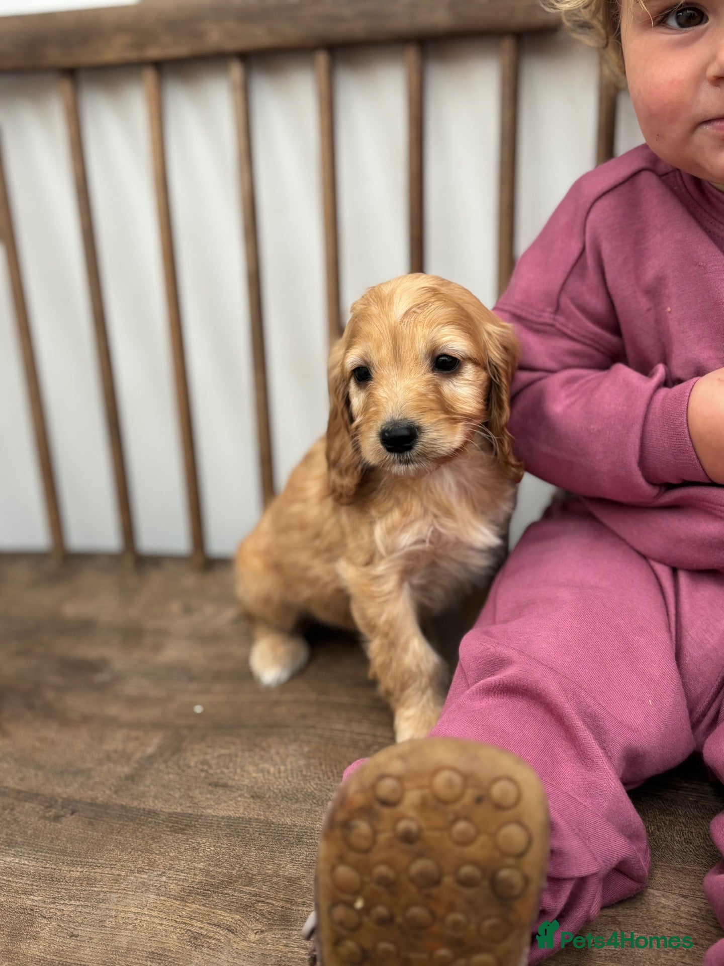 Cockapoo dogs Stunning F1 cockapoos - Advert 2