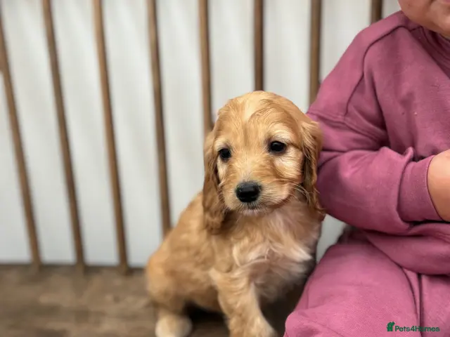 Cockapoo dogs Stunning F1 cockapoos - Advert 20