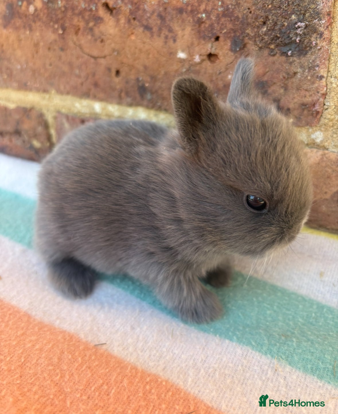 Netherland Dwarf rabbits Sweet Netherland dwarf bunnies  - Advert 16