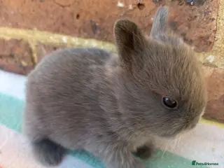 Netherland Dwarf rabbits Sweet Netherland dwarf bunnies - Advert 6