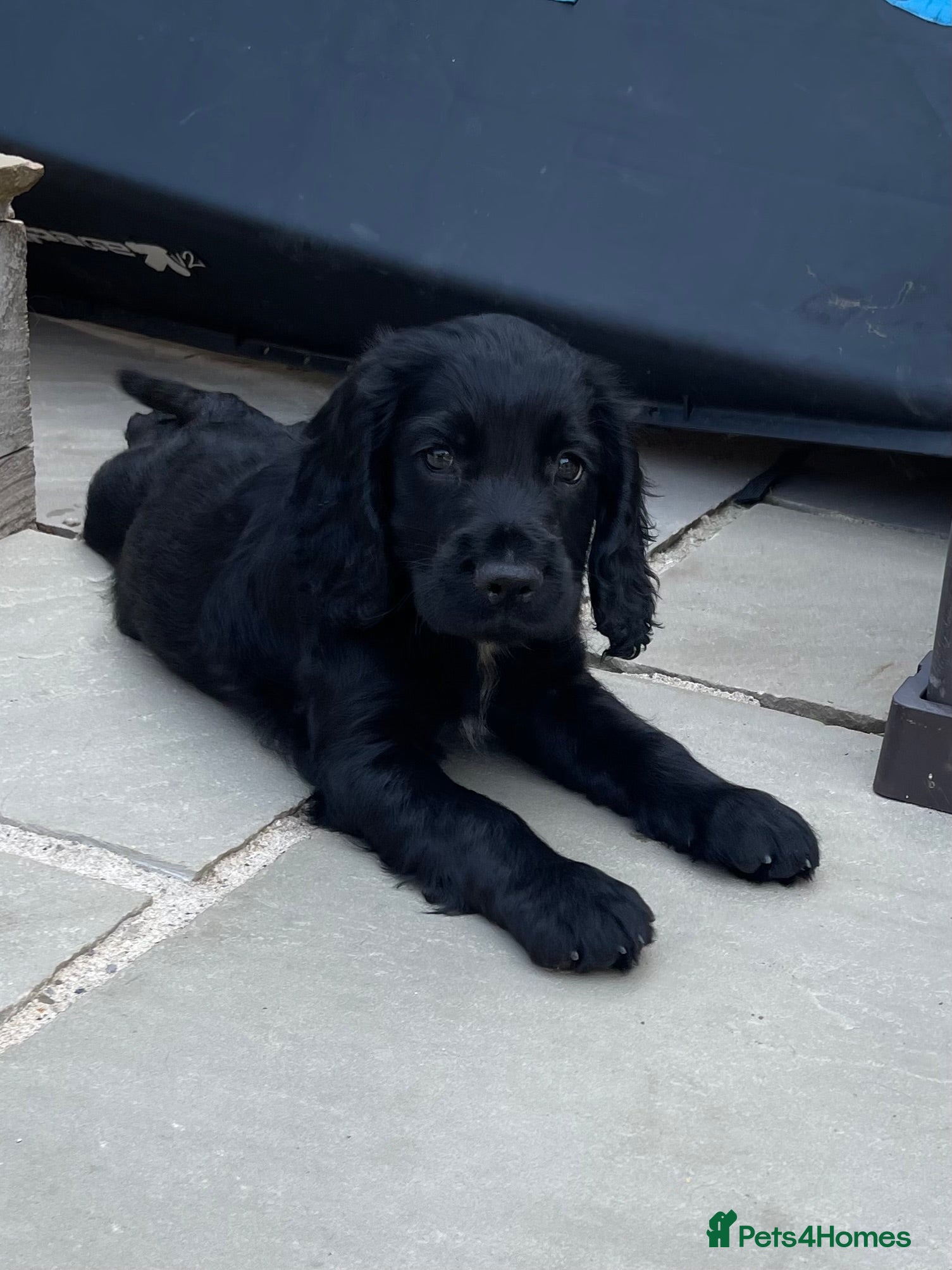 Cocker Spaniel dogs Last beautiful cocker spaniel puppy - Advert 1