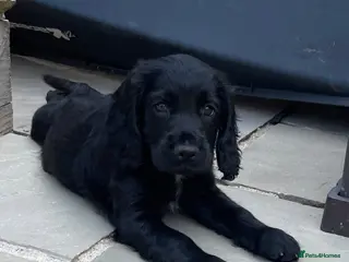 Cocker Spaniel dogs Last beautiful cocker spaniel puppy - Advert 13