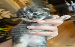 Mixed Breed cats for sale: 3/4 Ragdoll kittens available to reserve - Image 3
