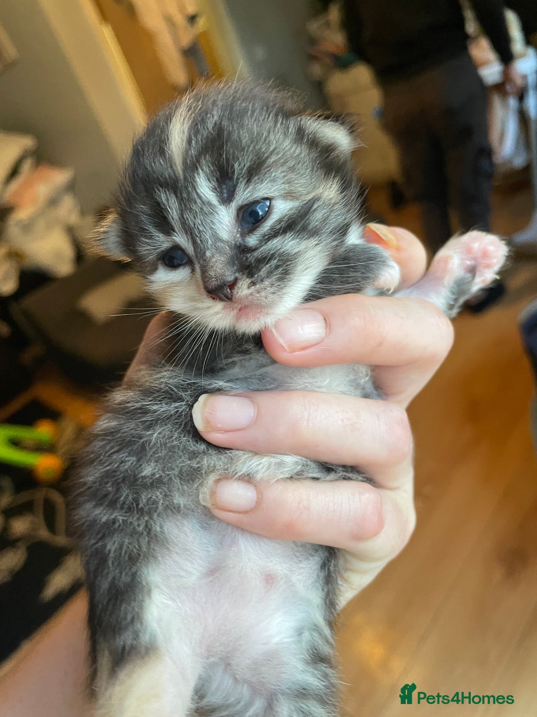 Mixed Breed cats for sale: 3/4 Ragdoll kittens available to reserve - Image 3