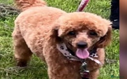 Cockapoo dogs for sale: F2B Cockapoo pups  - Advert 13