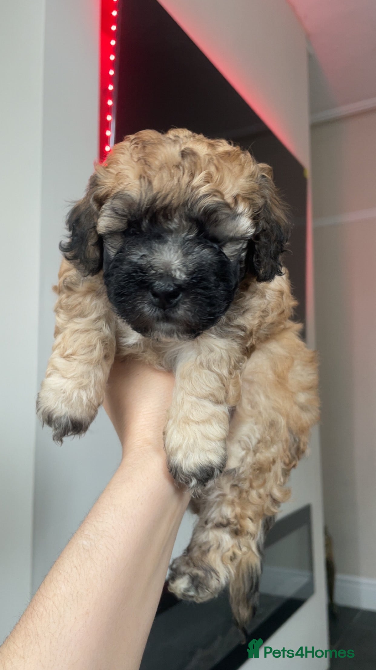Poochon dogs for sale: Ready to leave NOW poochons🐶❤️ - Advert 22