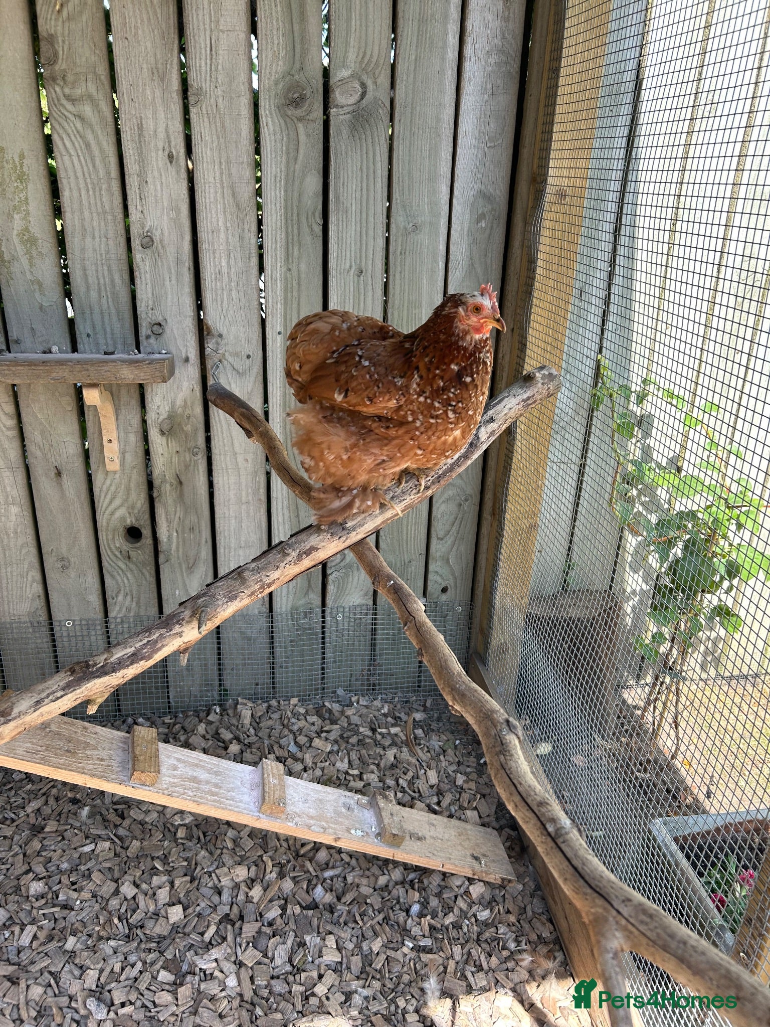 Chickens poultry Millefleur pekin bantam - Advert 2